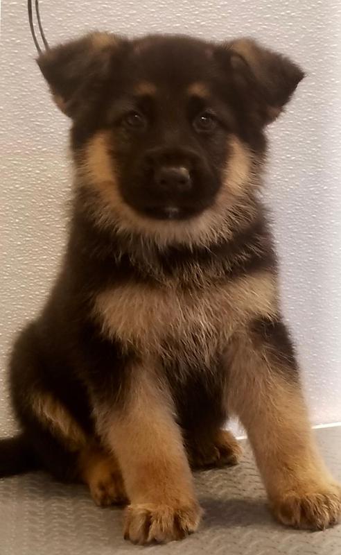 german shepherd kennels near me